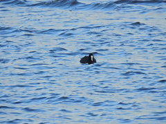 Fulica atra