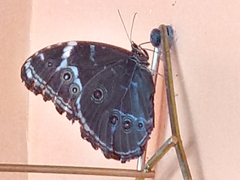 Morpho achilles