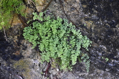 Adiantum bellum