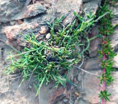 Muraltia muraltioides