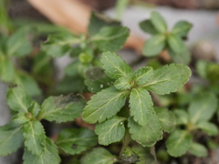 Veronica officinalis