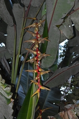 Heliconia griggsiana