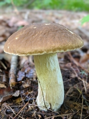 Boletus nobilissimus