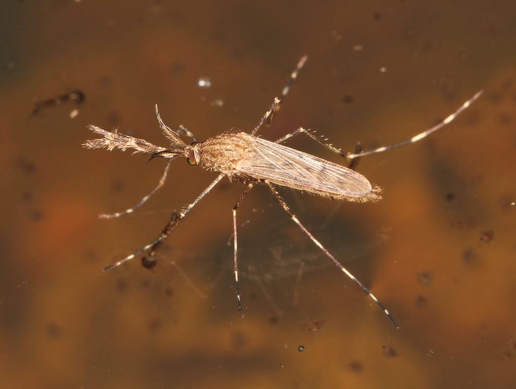 Banded house mosquito, photo 1 of 10