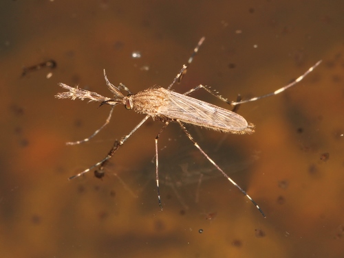 Banded house mosquito