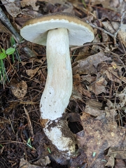Boletus nobilissimus
