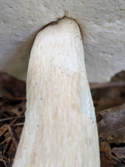 Boletus nobilissimus