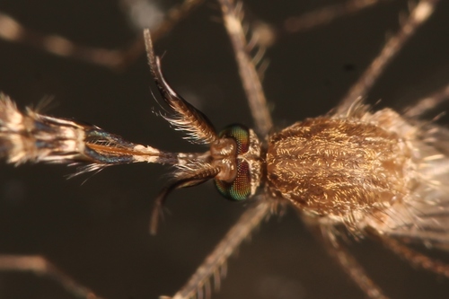 Banded house mosquito