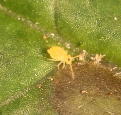 Deuterosminthurus pallipes