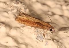 Eucosma obumbratana
