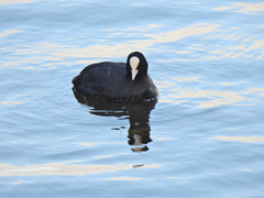 Fulica atra