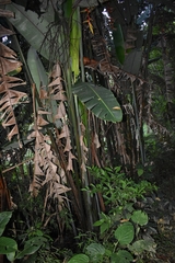 Heliconia griggsiana