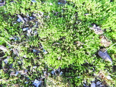 Barbula unguiculata