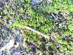 Barbula unguiculata