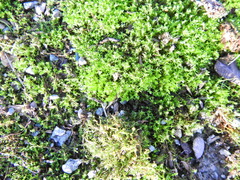 Barbula unguiculata