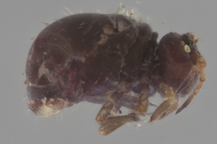 Neosminthurus clavatus