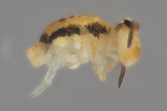 Sminthurinus henshawi
