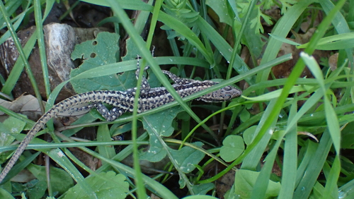 Anatolian Rock Lizard, Anatololacerta anatolica