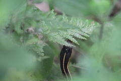 Thamnophis proximus rutiloris