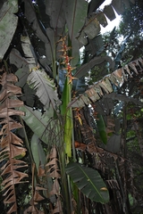 Heliconia griggsiana