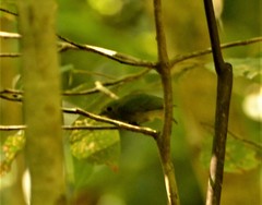 Lepidothrix coronata image