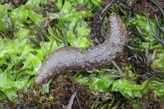 Holothuria grisea