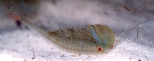 European Fairy Shrimp