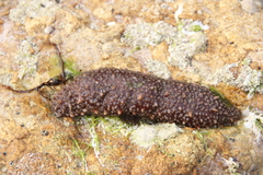 Holothuria grisea