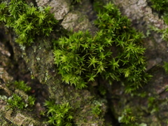 Lewinskya affinis