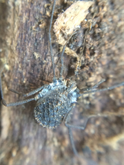 Ortholasma rugosum
