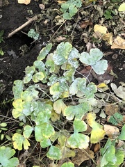 Erysiphe aquilegiae