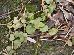 Lysimachia nummularia