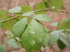 Rubus
