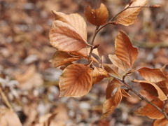 Fagus sylvatica
