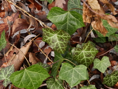 Hedera helix