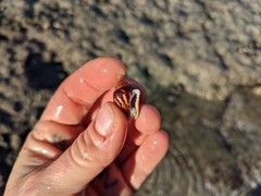 Columbella strombiformis