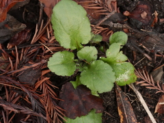 Magnoliopsida