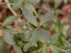 Ligustrum vulgare