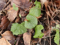 Alliaria petiolata