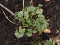 Alliaria petiolata