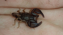 Euscorpius avcii