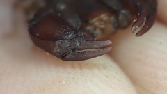 Euscorpius avcii