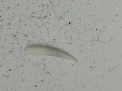 Cadulus