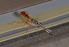Melanichneumon