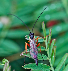 Ichneumon melanosomus