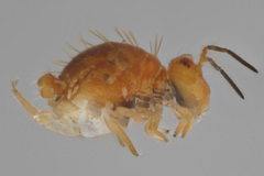 Vesicephalus