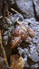 Euscorpius avcii