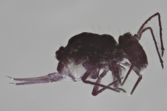 Ptenothrix atra