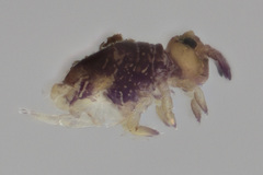 Neosminthurus clavatus