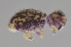 Neosminthurus clavatus